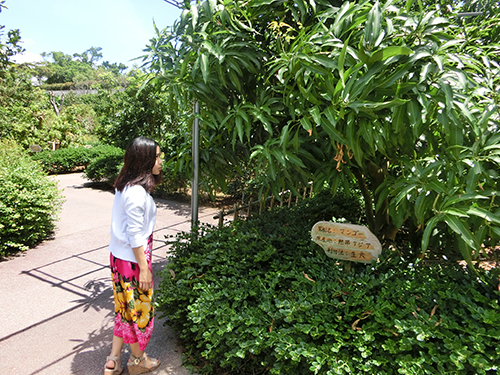 沖縄の果物が実る木