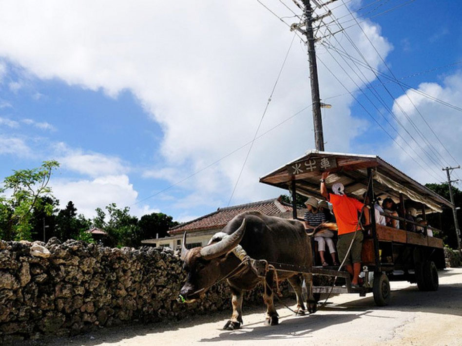 竹富島をのんびり歩く水牛車