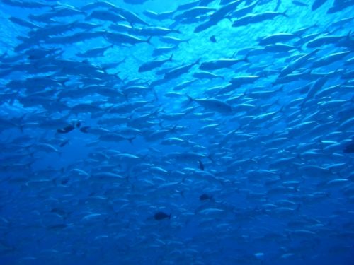 大群はワイドレンズで アジ科の魚たちその1 沖縄体験ダイビング Com