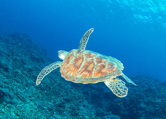 海の定番top3 ウミガメ ジンベエザメ ウミヘビ 沖縄体験ダイビング Com