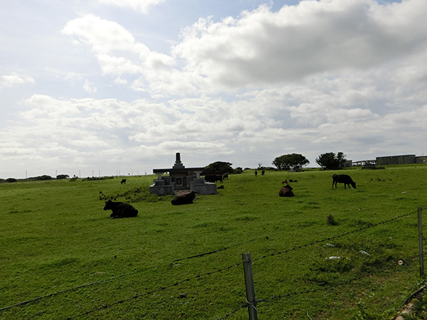 草原でのんびりする牛