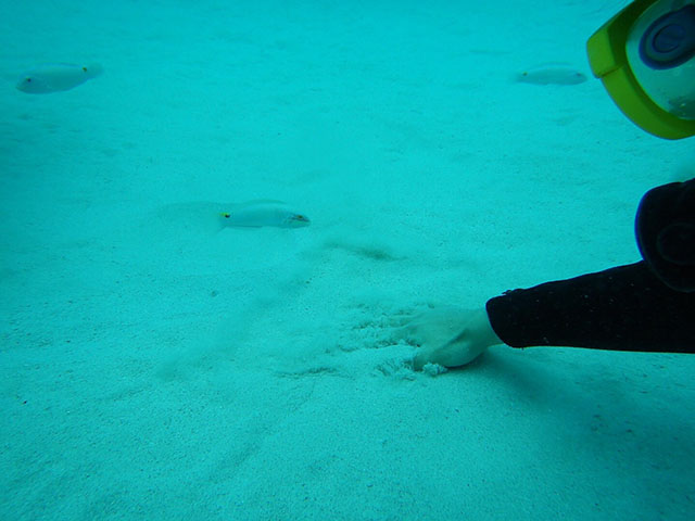 砂の中に隠れている魚