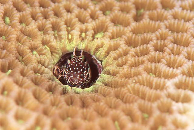 サンゴの穴に入っているギンポ