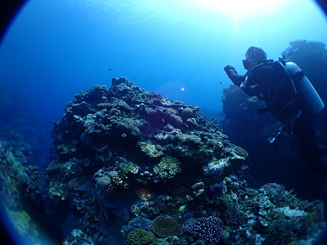 サンゴを撮影するダイバー