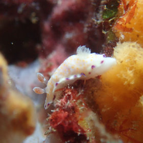 ウミウシとサンゴ礁
