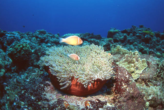 サンゴ礁とトウアカクマノミ