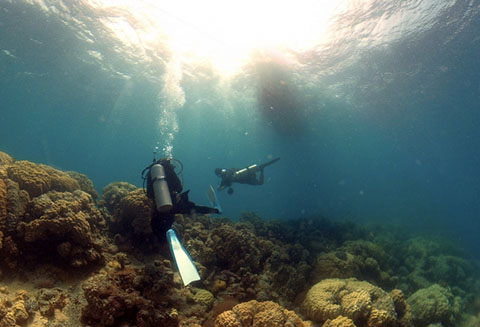 サンゴ礁を散策するダイバー