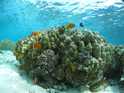 大きなブツブツのサンゴ礁