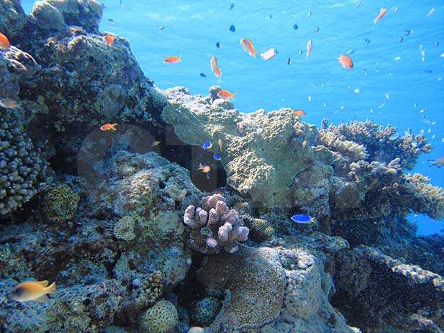 サンゴの横で泳ぐ小さな魚たち