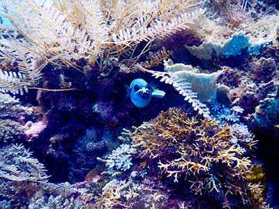 サンゴから顔を出す青い魚