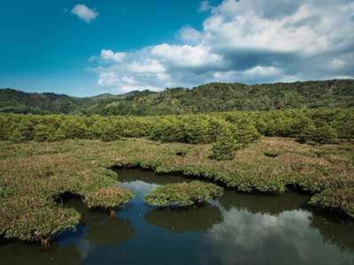 沖縄のマングローブ林