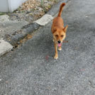 ワンコが笑顔でお出迎え