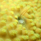 黄色いお花畑とヤドカリ