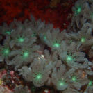 ミステリアスに光るお花畑