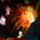 光を放つ?不思議ないきもの