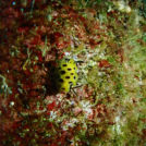 沖縄でお馴染みのウミウシ